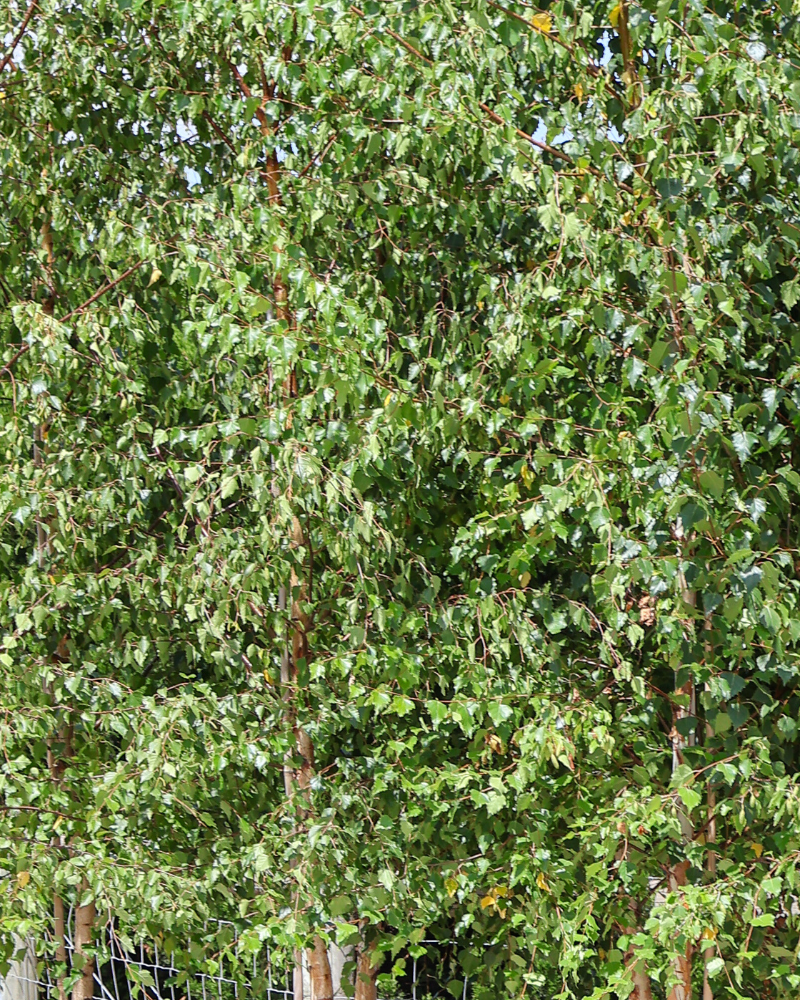 Why You Should Plant Frost-Resistant Trees This Winter