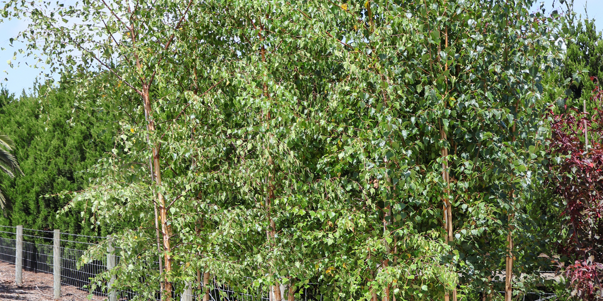 Cold Resistant Trees Frost-Resistant Trees for Winter Planting | Evergreen Trees Direct ...