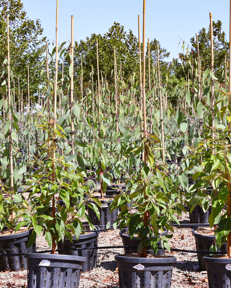 Best Trees for Homes Near Water: 5 Picks for Riverbank, Lakefront and Coastal Gardens