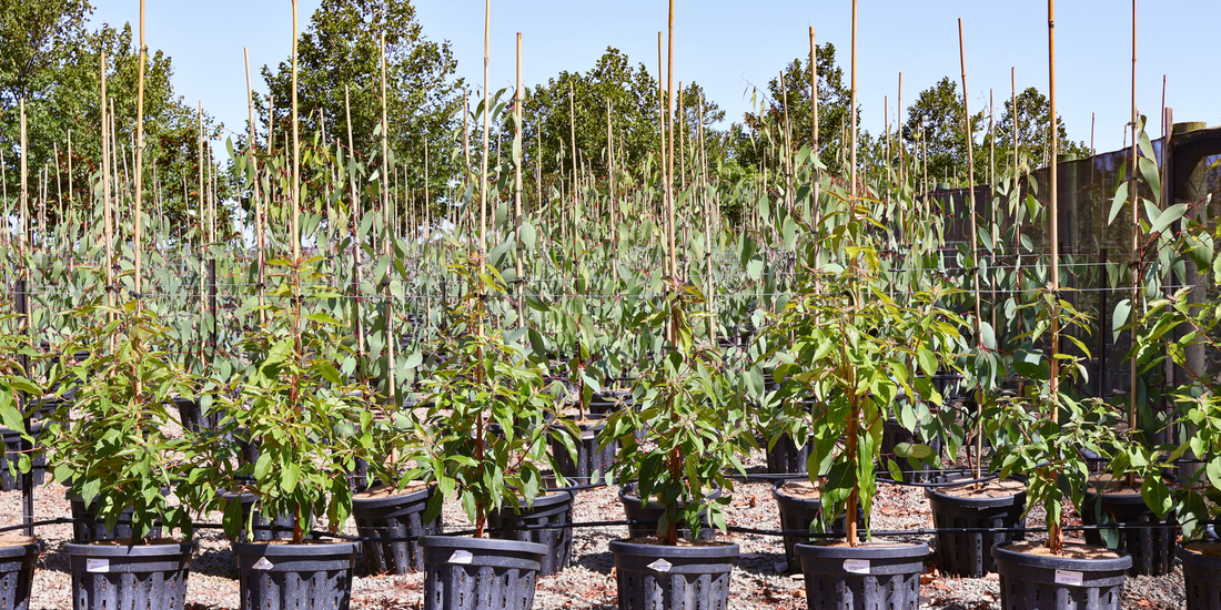 Best Trees for Homes Near Water: 5 Picks for Riverbank, Lakefront and Coastal Gardens