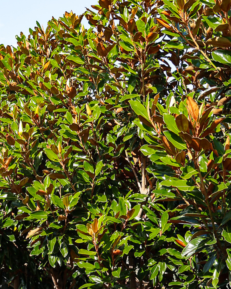 How to Choose the Perfect Feature Tree for Your Yard