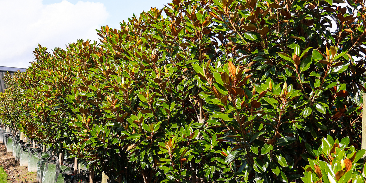 Modern Feature Tree How to Choose the Perfect Feature Tree | Evergreen Trees Direct ...