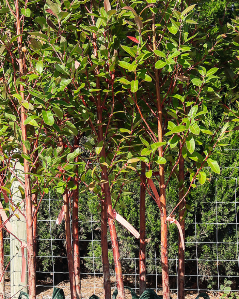 Why You Should Plant Native Australian Trees in Your Garden
