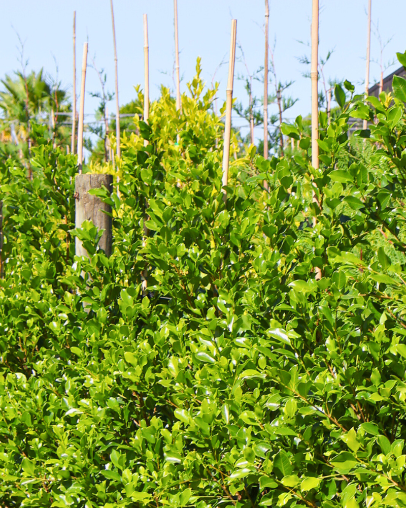 How to Create a Water-Efficient Garden with the Right Tree Selection
