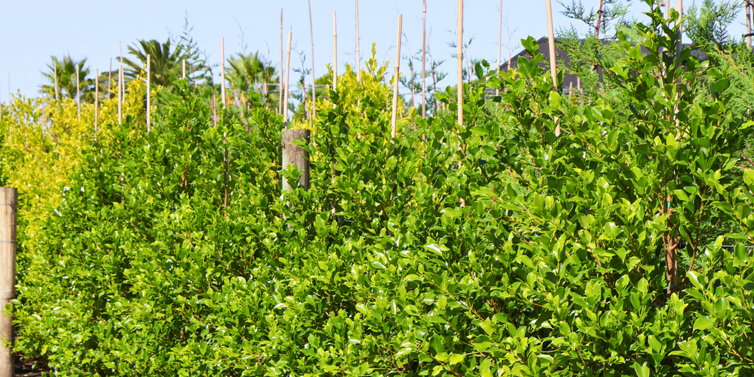 Water-efficient garden with drought-tolerant trees