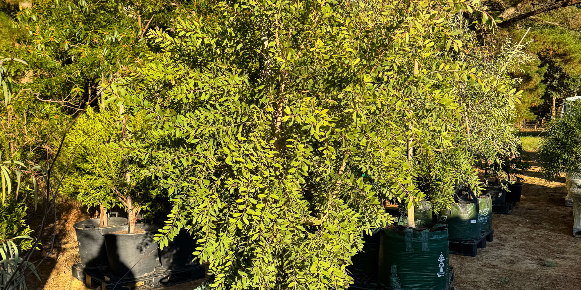 5 Must-Have Trees for Creating a Pollinator-Friendly Garden