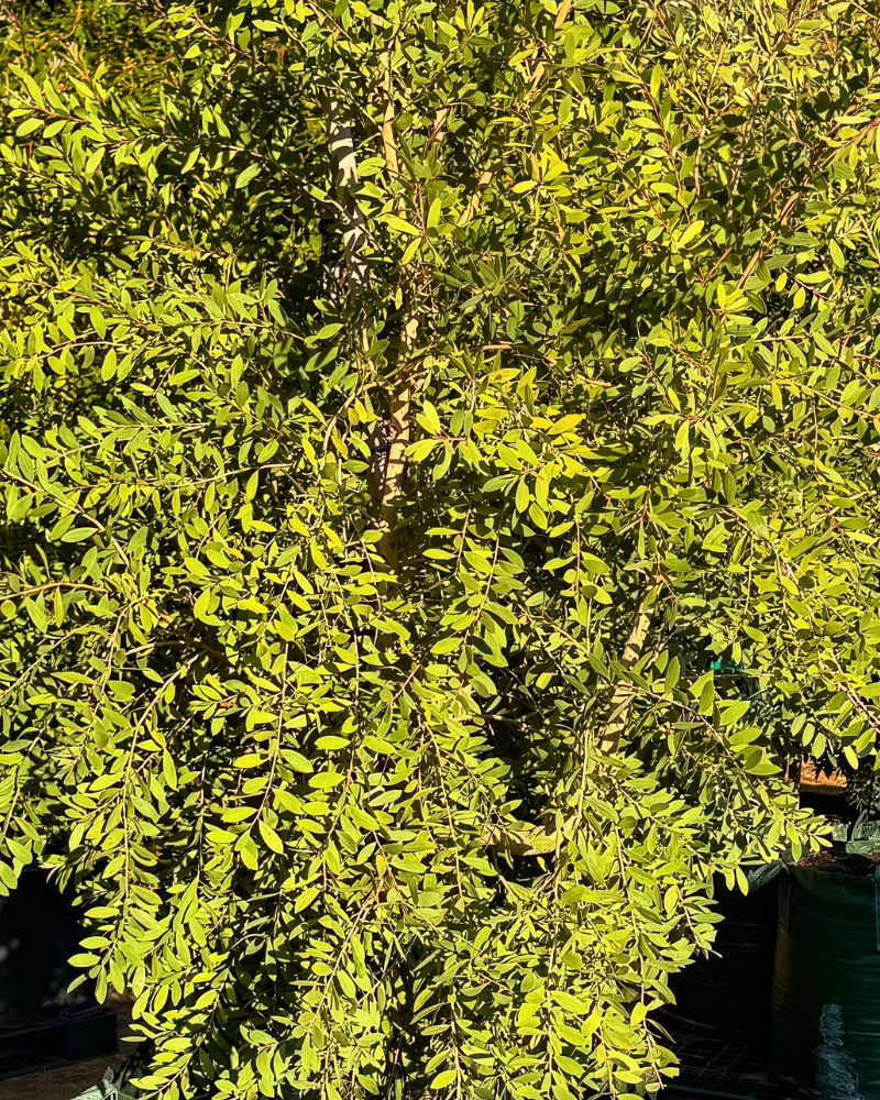 5 Must-Have Trees for Creating a Pollinator-Friendly Garden