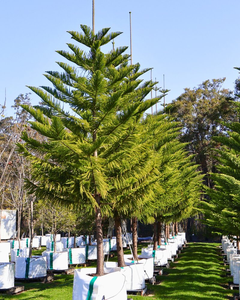 Creating a Garden Microclimate with Tree Placement