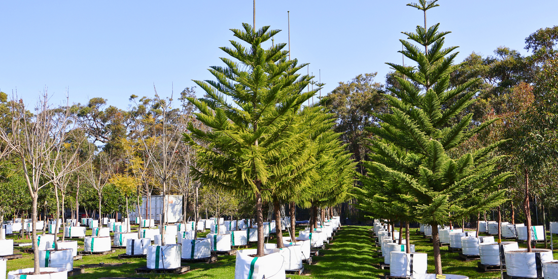 Creating a Garden Microclimate with Tree Placement