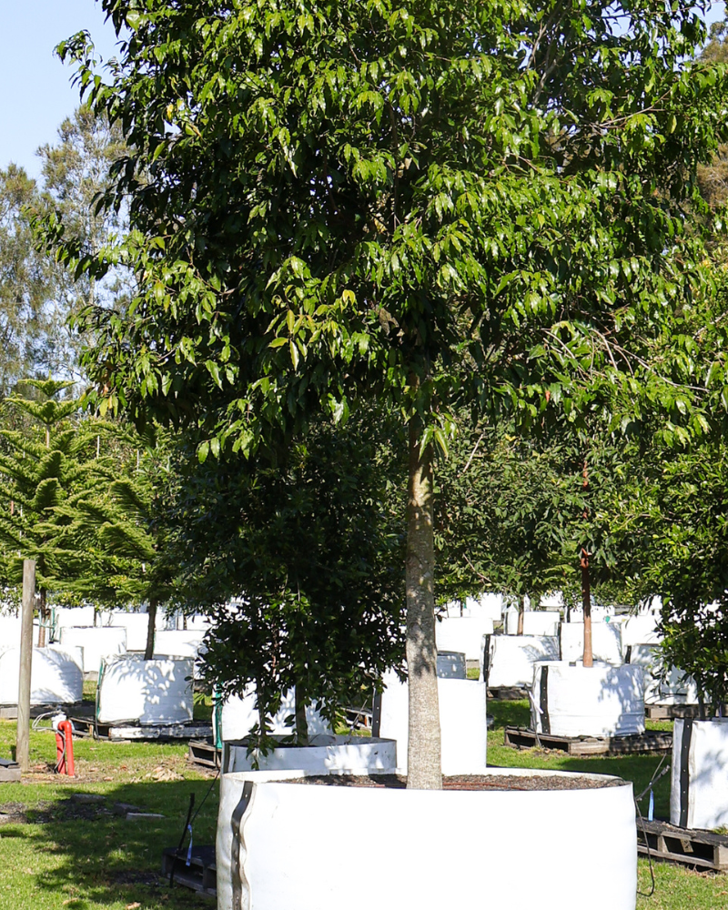 Fast-Growing Trees for Quick Privacy Solutions