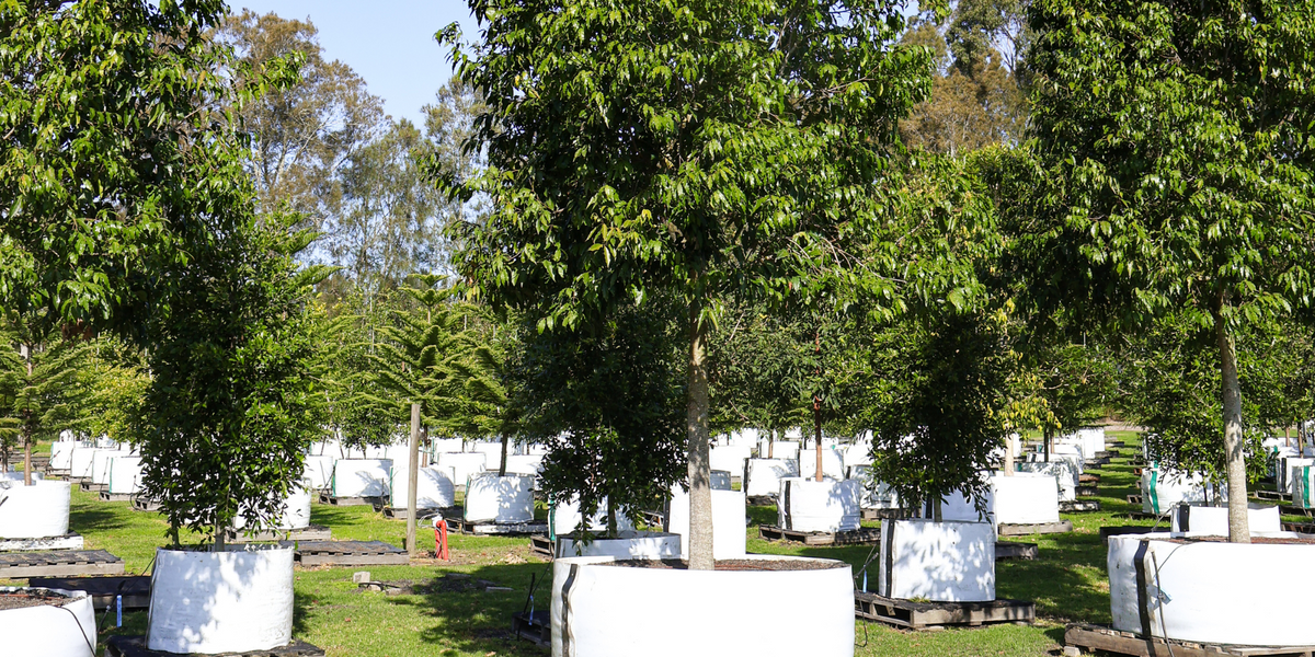 Fast-Growing Privacy Trees for Quick Screens | Evergreen Trees Direct ...