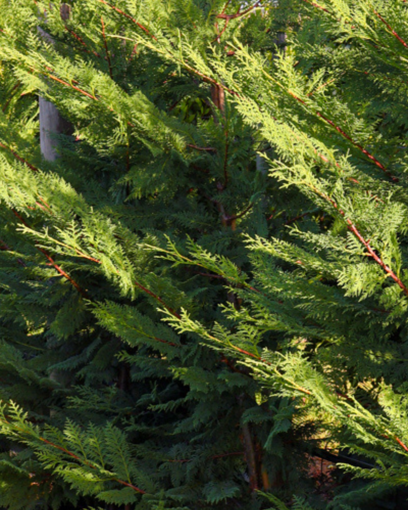 Best Trees for a Beautiful Winter Garden: 10 Picks for Form, Flowers and Year-Round Structure