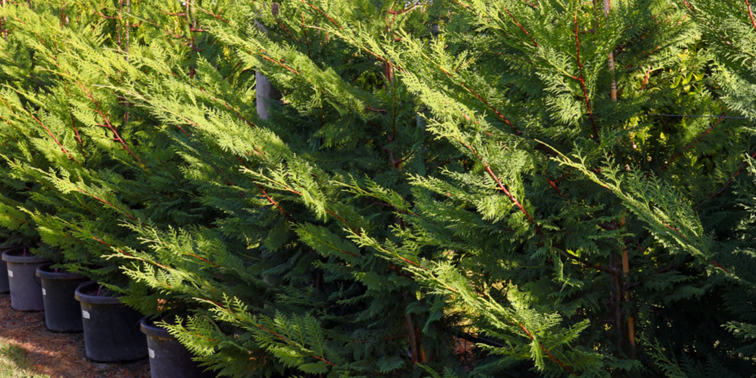 Best Trees for a Beautiful Winter Garden: 10 Picks for Form, Flowers and Year-Round Structure