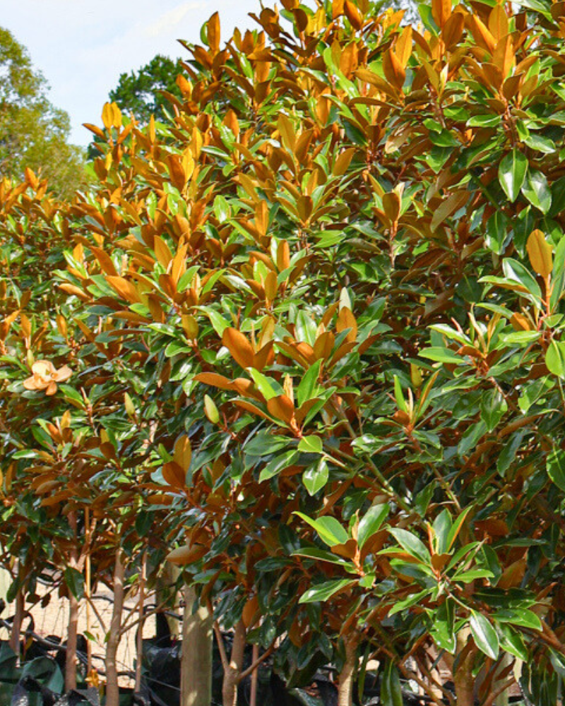 Using Trees to Create a Green Roof or Wall