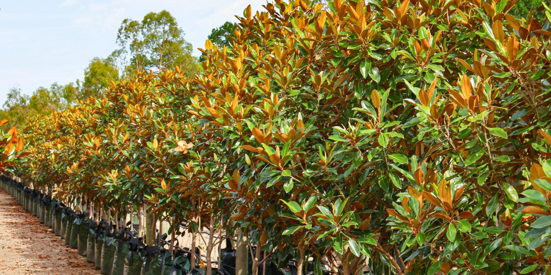 Using Trees to Create a Green Roof or Wall
