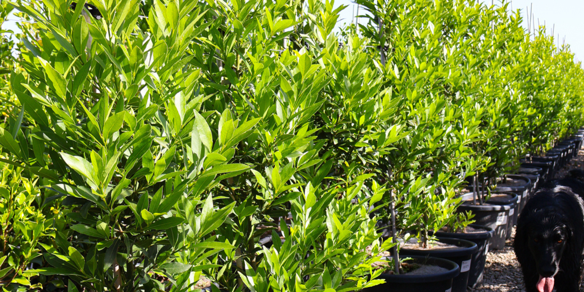 Top Evergreen Trees for Year-Round Beauty in Your Garden