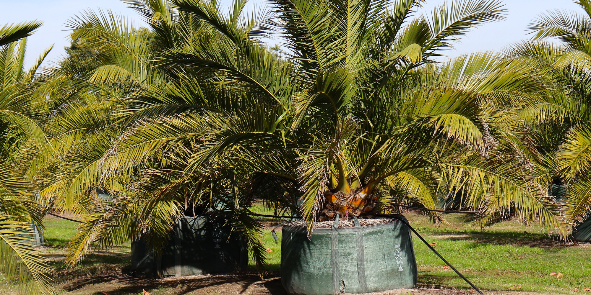 Top Trees for Enhancing Your Poolside Landscape