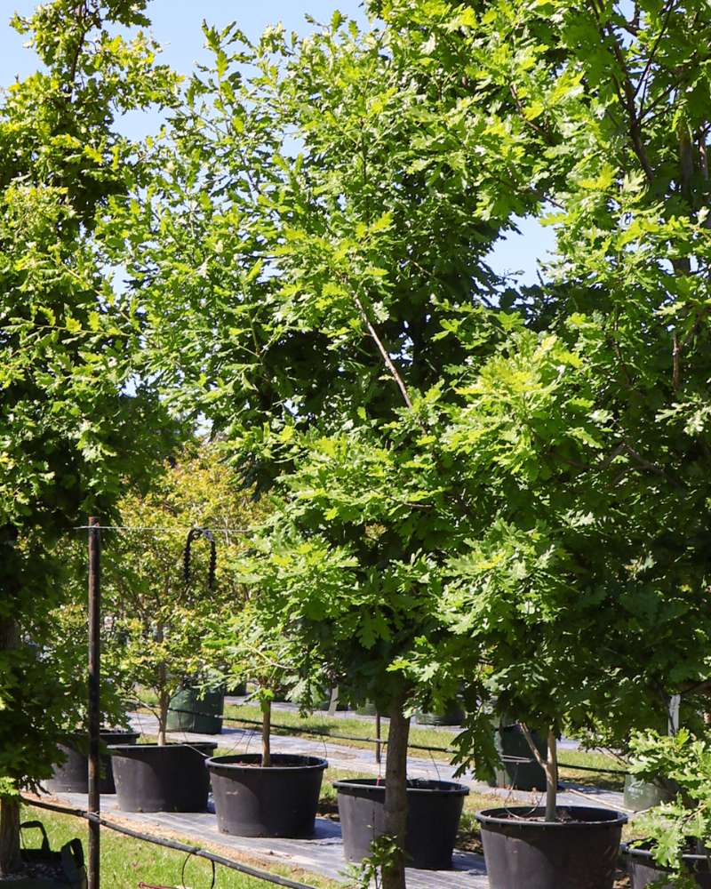 How to Use Trees for Natural Shade in Your Garden
