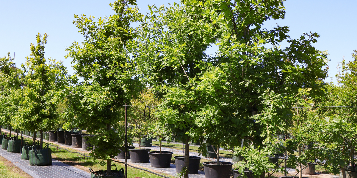 How to Use Trees for Natural Shade | Evergreen Trees Direct - Evergreen ...