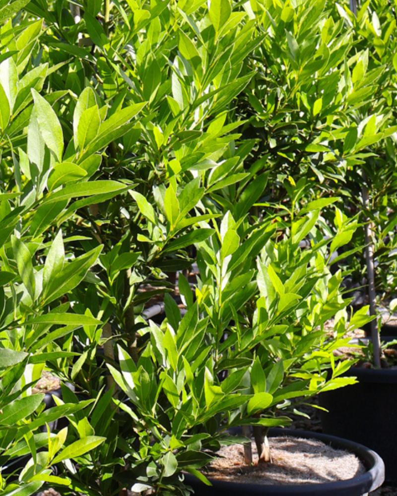 Creating a Lush, Green Hedge for Your Garden