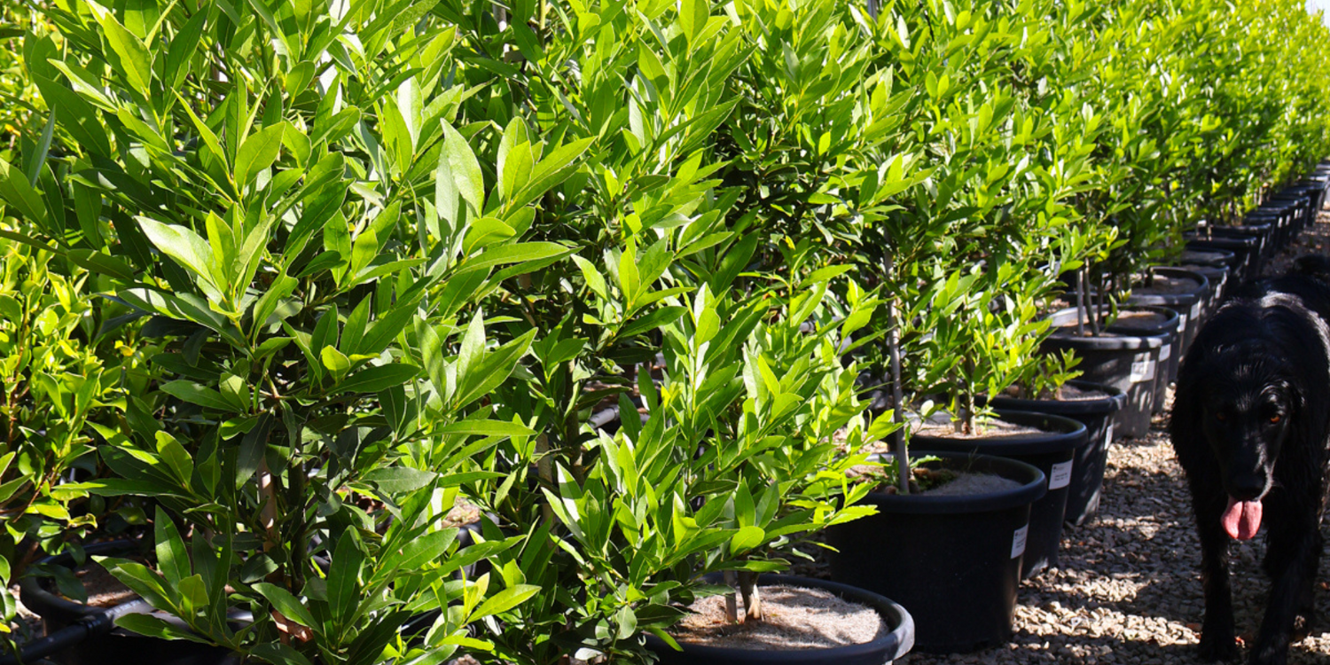 Creating a Lush, Green Hedge for Your Garden: Tree Selection and Planting Tips