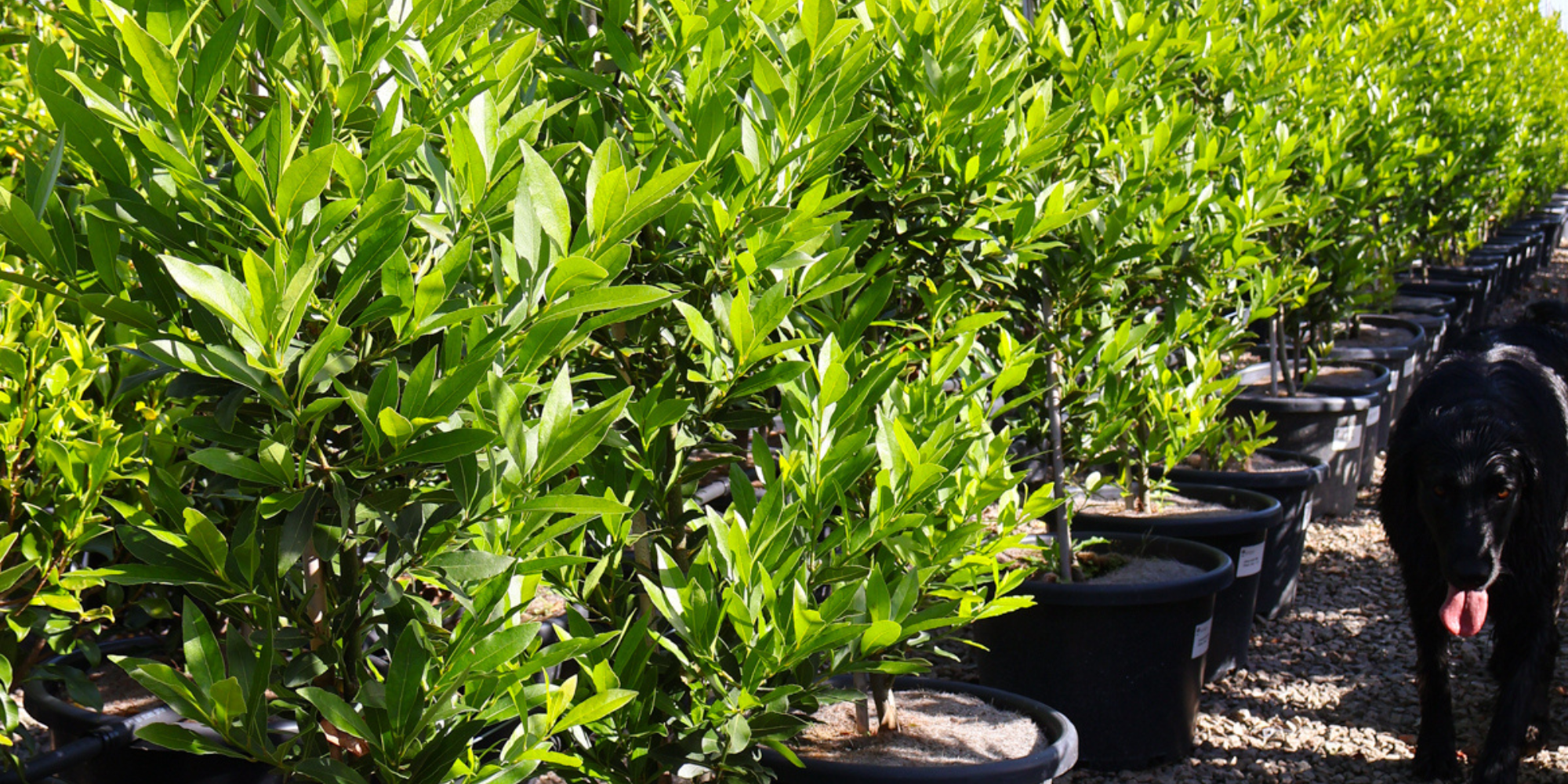 Creating a Lush, Green Hedge for Your Garden