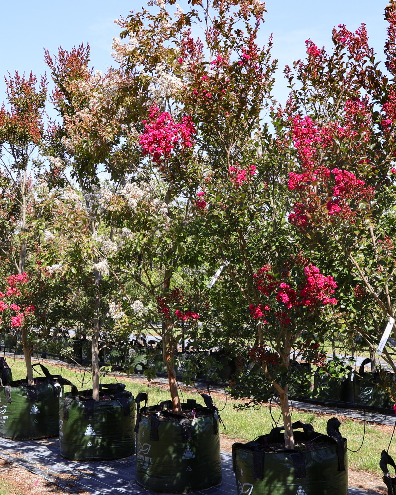 Best Trees for Urban Gardens with Limited Space: 6 Compact Picks That Punch Above Their Footprint