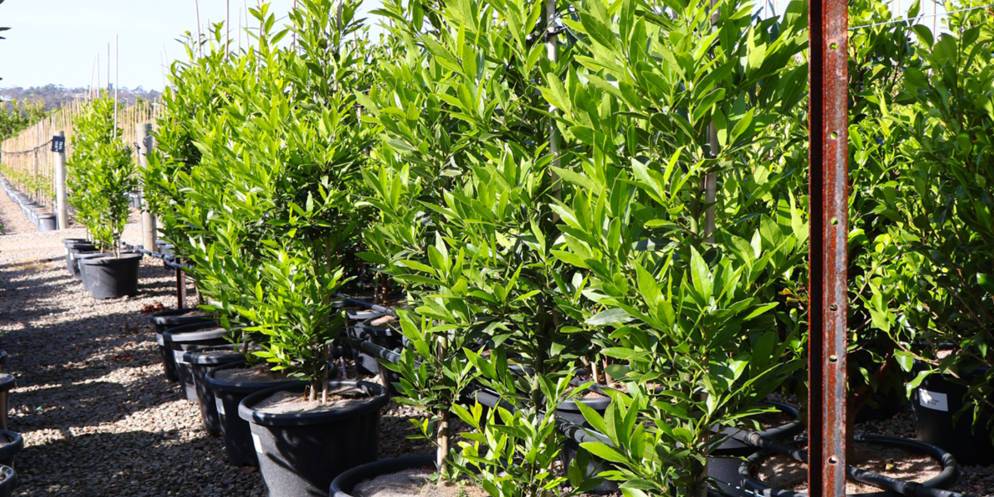 Best Trees for Small Gardens: Maximizing Space Without Compromising Beauty