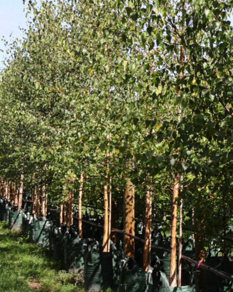 Why Autumn is the Perfect Time to Plant Deciduous Trees