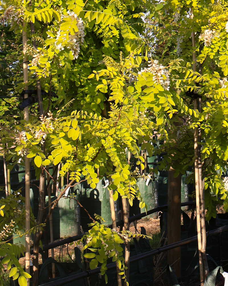Trees That Improve Poor Soil As They Grow