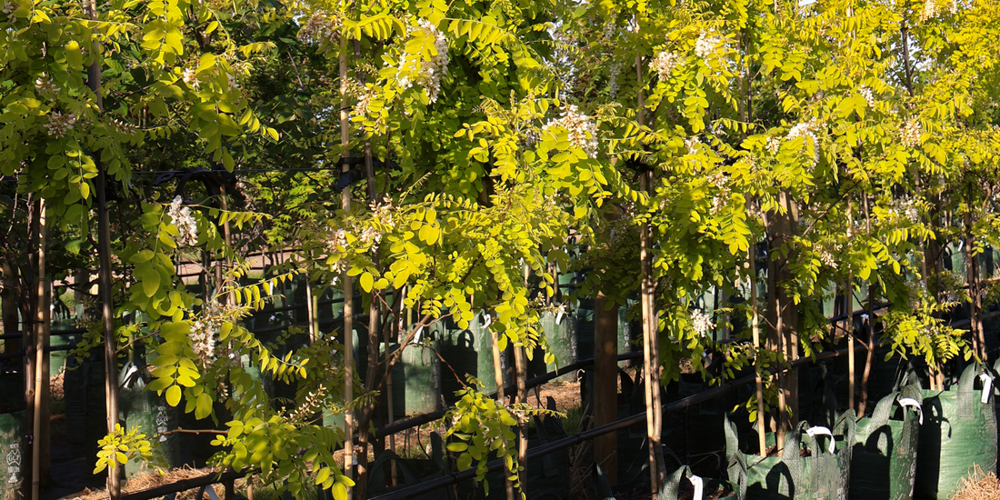 Trees That Improve Poor Soil As They Grow