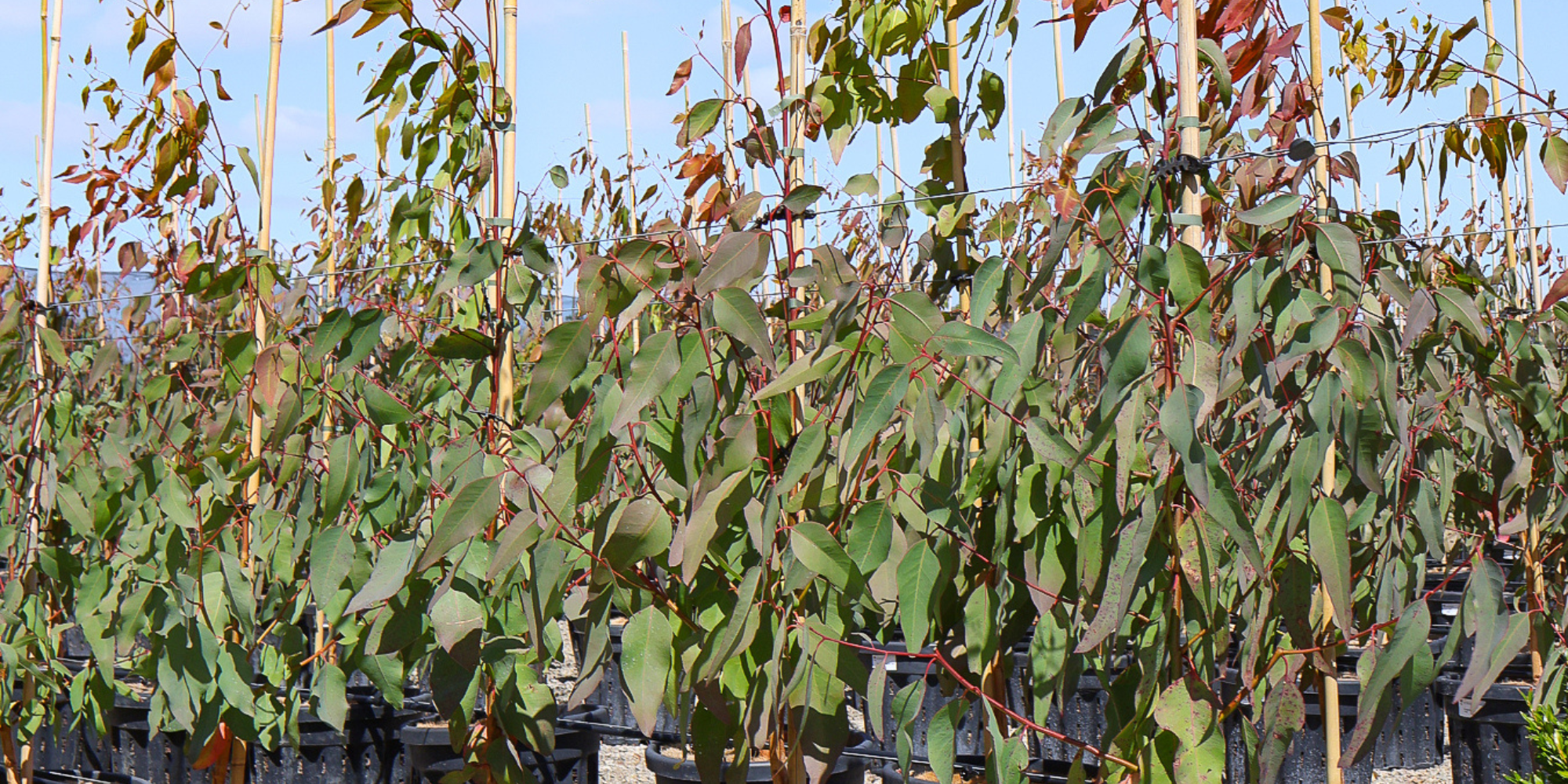 The Role of Trees in Sustainable Landscaping: Eco-Friendly Choices