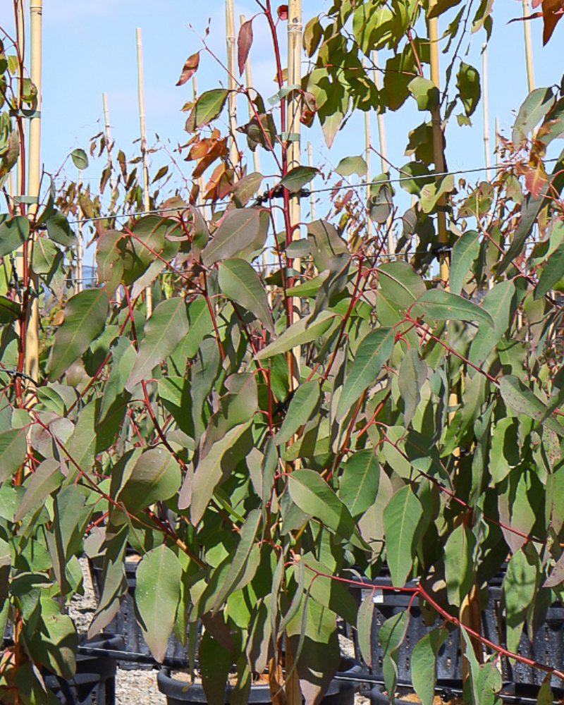 The Role of Trees in Sustainable Landscaping: Eco-Friendly Choices