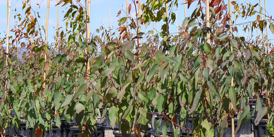 The Role of Trees in Sustainable Landscaping: Eco-Friendly Choices