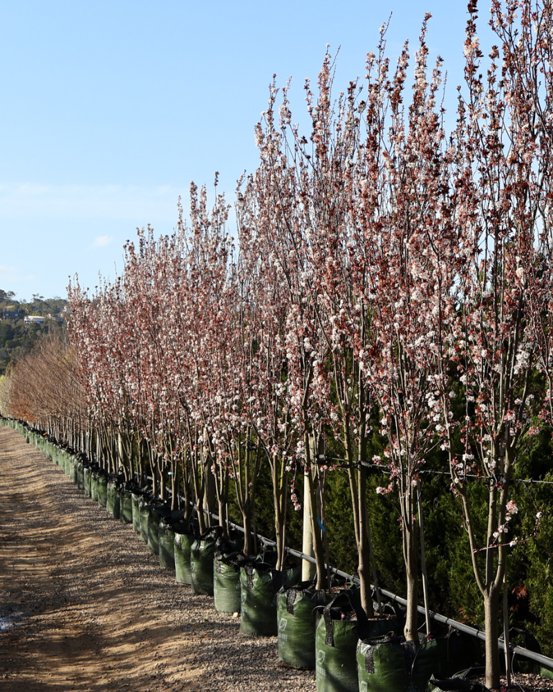 Using Trees to Create Seasonal Interest in Your Garden
