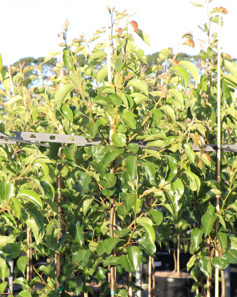Benefits of Fast-Growing Trees for Quick Garden Privacy