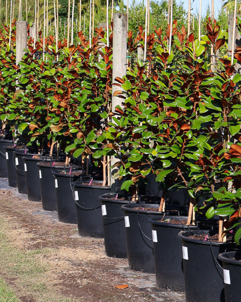 How to Add Colour to Your Garden with Flowering Trees