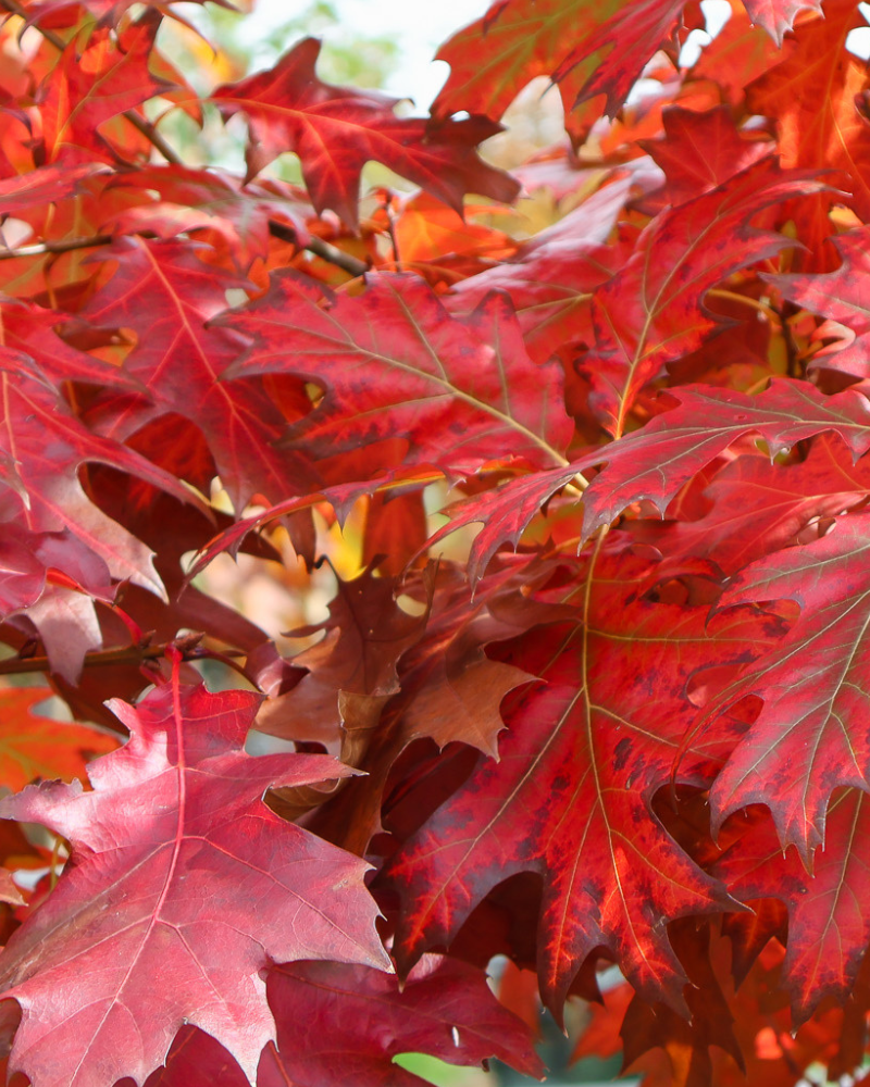 How to Plant a Tree for Maximum Growth and Health