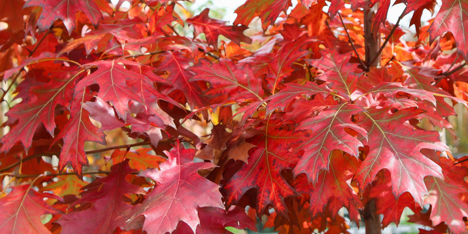 How to Plant a Tree for Maximum Growth and Health