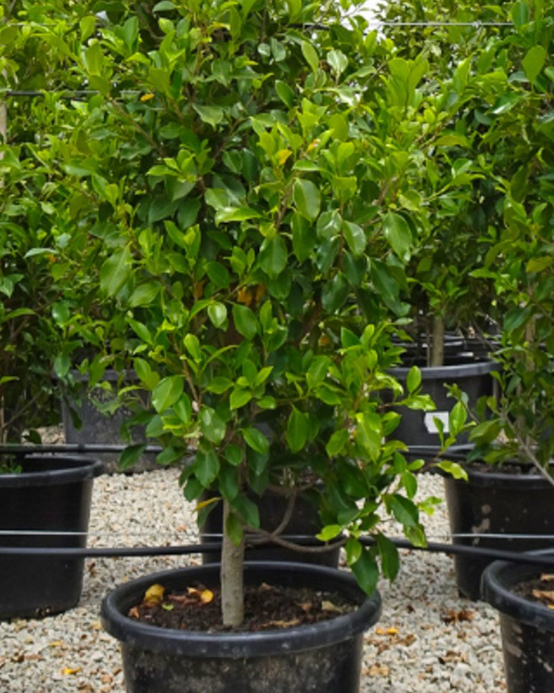 Why Hedging Trees Are Essential for a Structured Garden