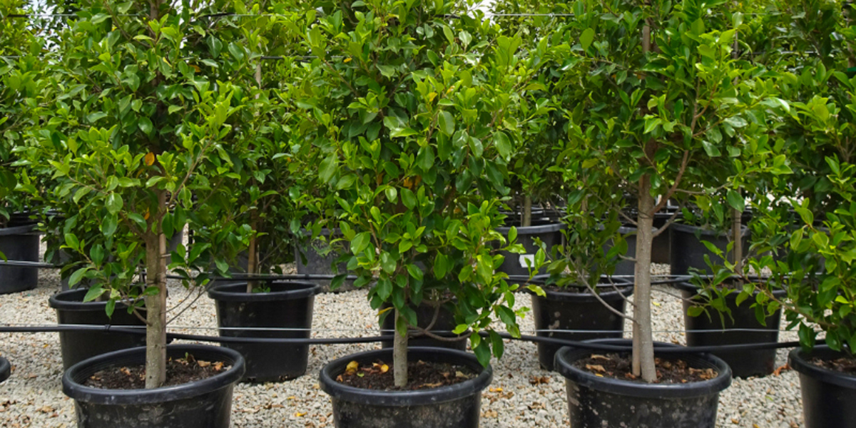 Best Hedging Trees for a Structured Garden | Evergreen Trees Direct ...