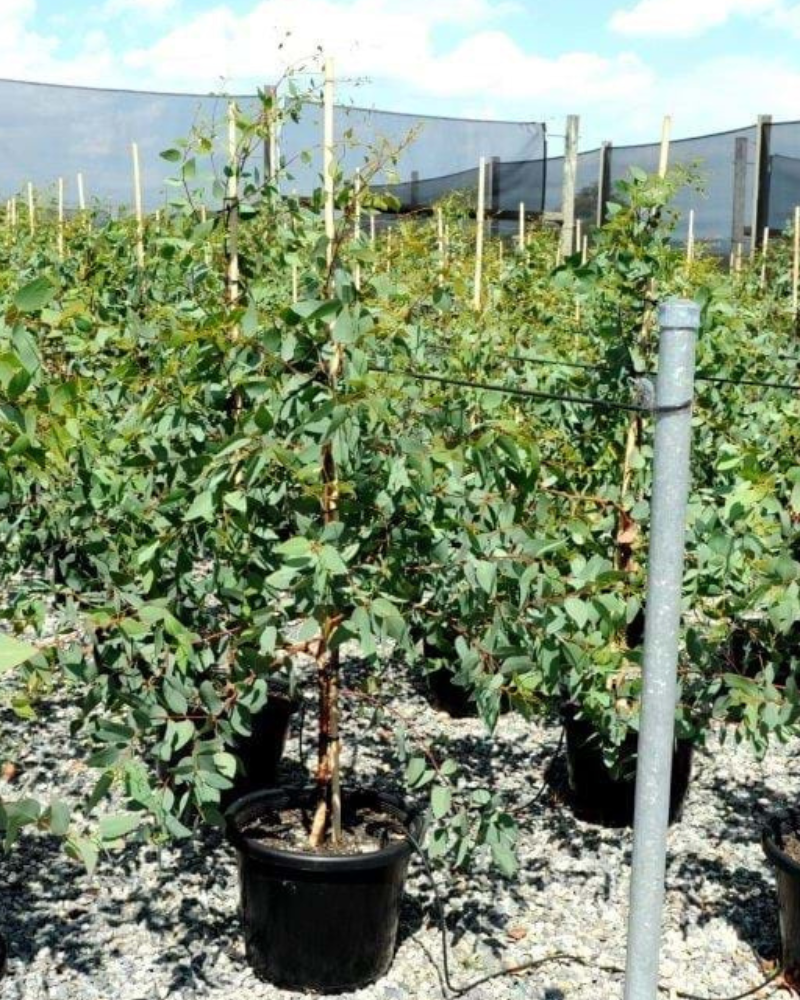 Best Trees for Cleaner Air Around Your Home: 5 Picks That Filter Urban Air and Cool the Site