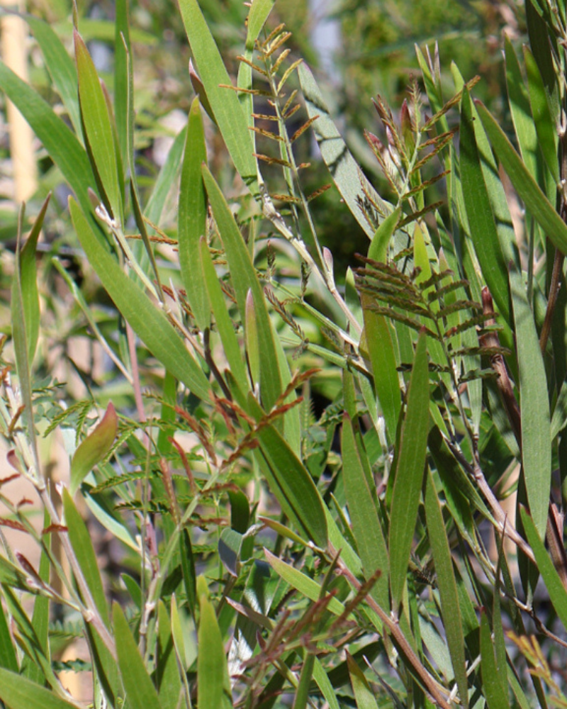 Top Trees to Plant for a Water-Wise Garden: 10 Picks for Low-Water Australian Conditions