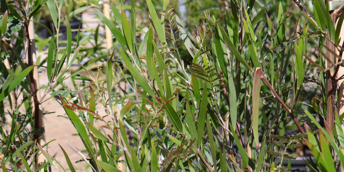 Top Trees to Plant for a Water-Wise Garden: 10 Picks for Low-Water Australian Conditions
