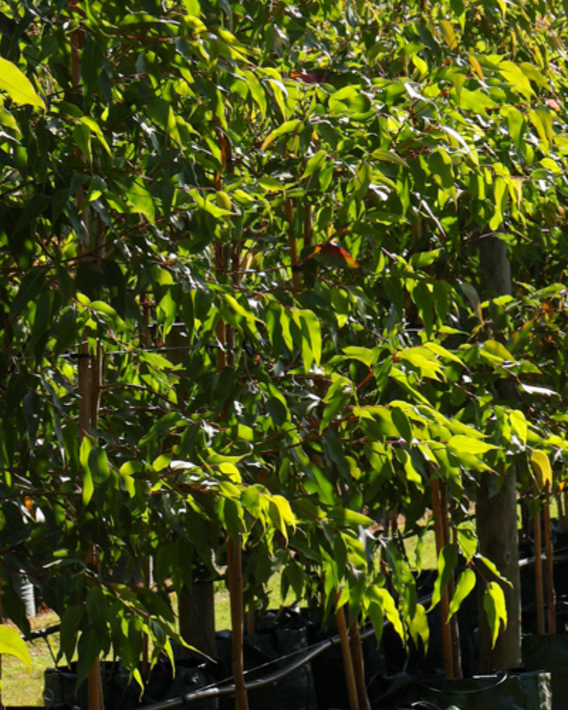 How to Create a Bird-Friendly Garden with Native Trees