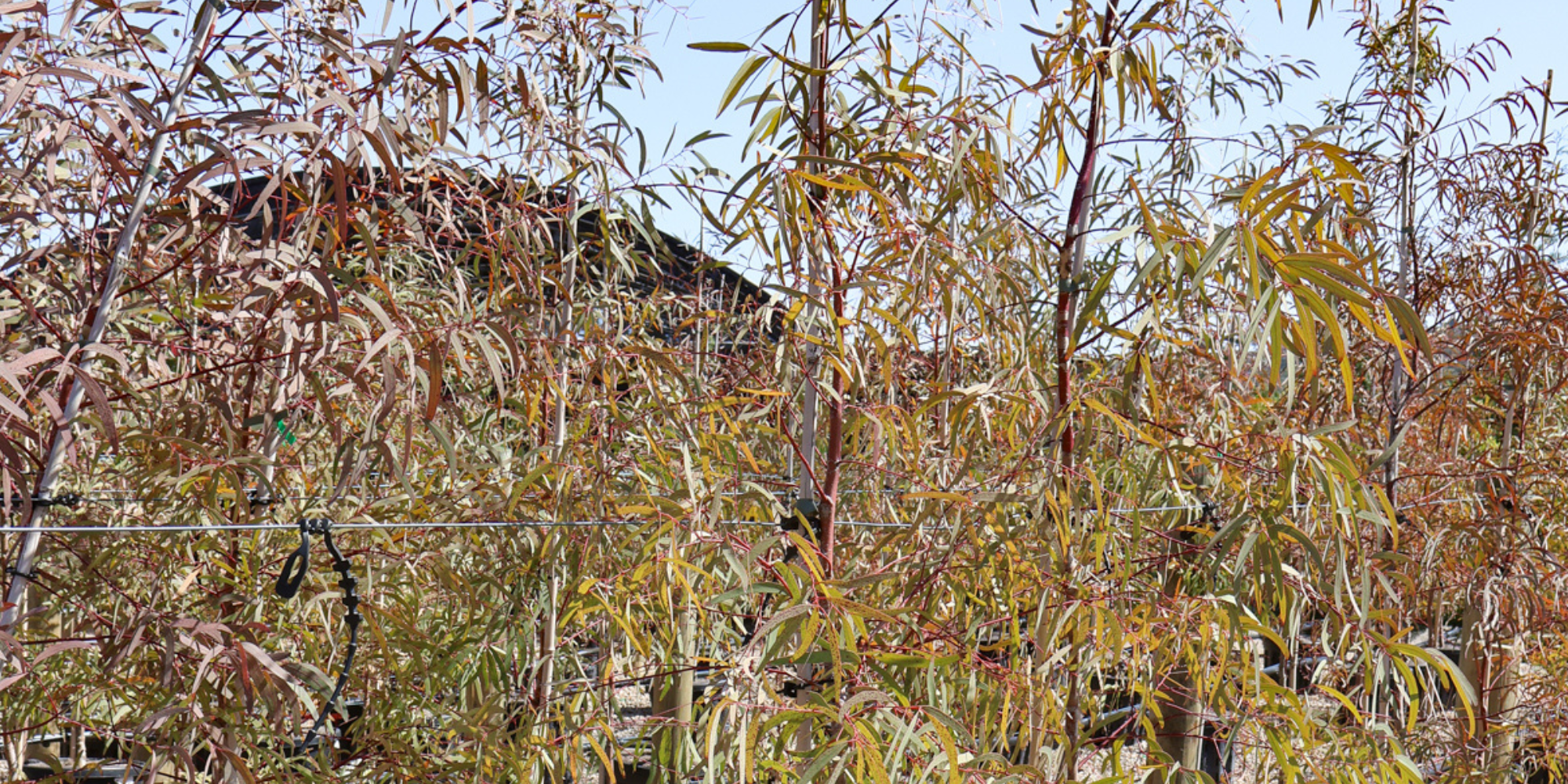 Using Trees to Frame and Highlight Outdoor Art and Features