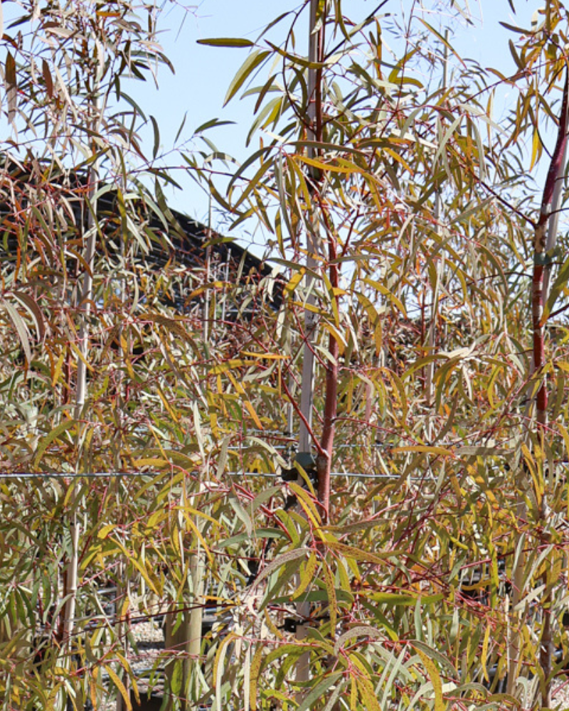 Using Trees to Frame and Highlight Garden Features