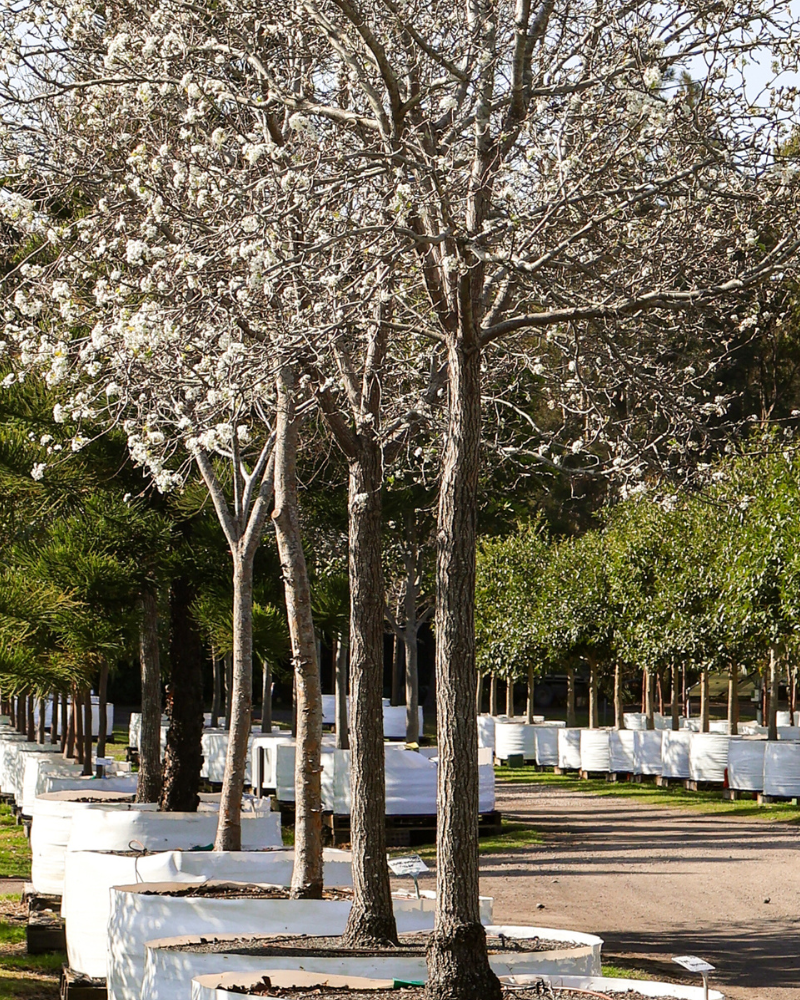 Why Autumn is the Perfect Time to Plant Deciduous Trees