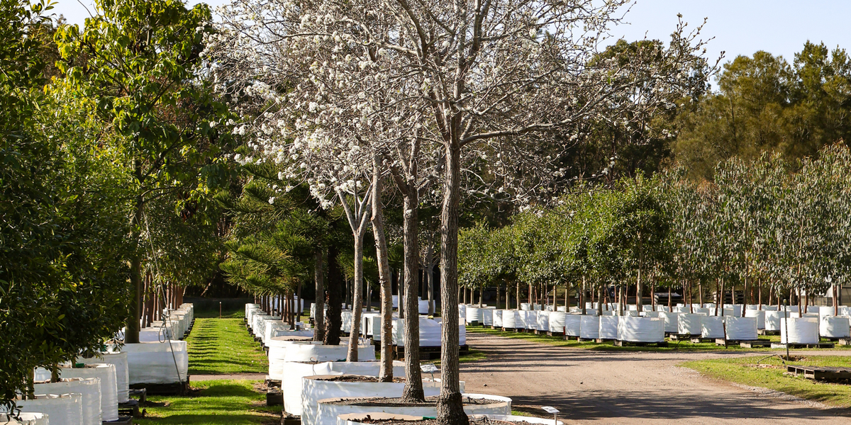 Why Autumn is the Perfect Time to Plant Deciduous Trees - Evergreen ...
