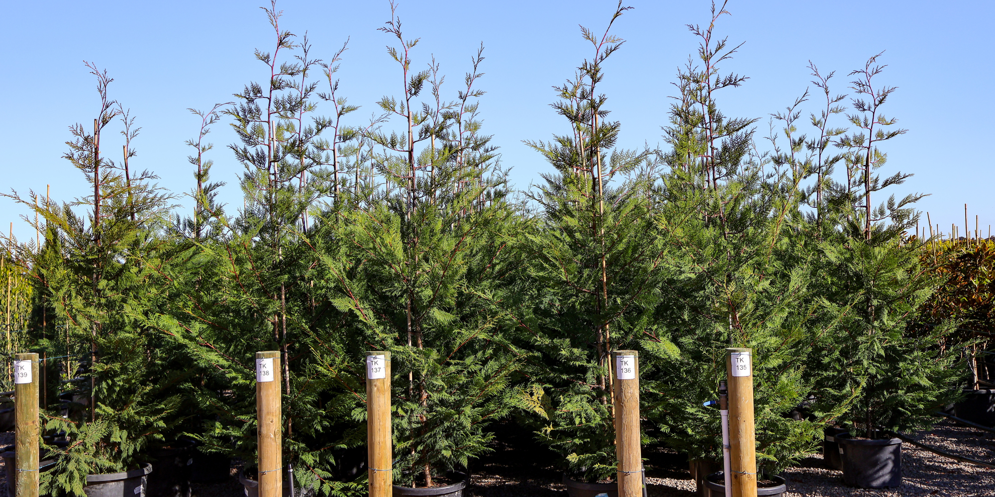 The Importance of Root Health: How to Choose Quality Trees
